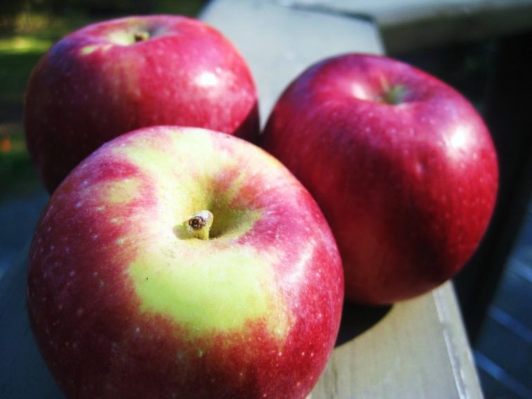 Learn About Gala and McIntosh Apples On The Farm