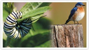Caterpillar and bluebird side by side