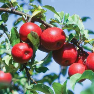 Apple Holler Rome Beauties