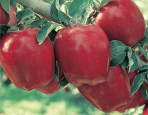Apple Holler Red Delicious