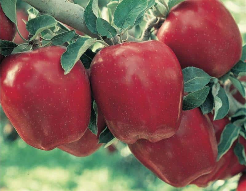 The Red Delicious Apple Grown at Apple Holler