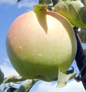 Apple Holler Shizuka Apple