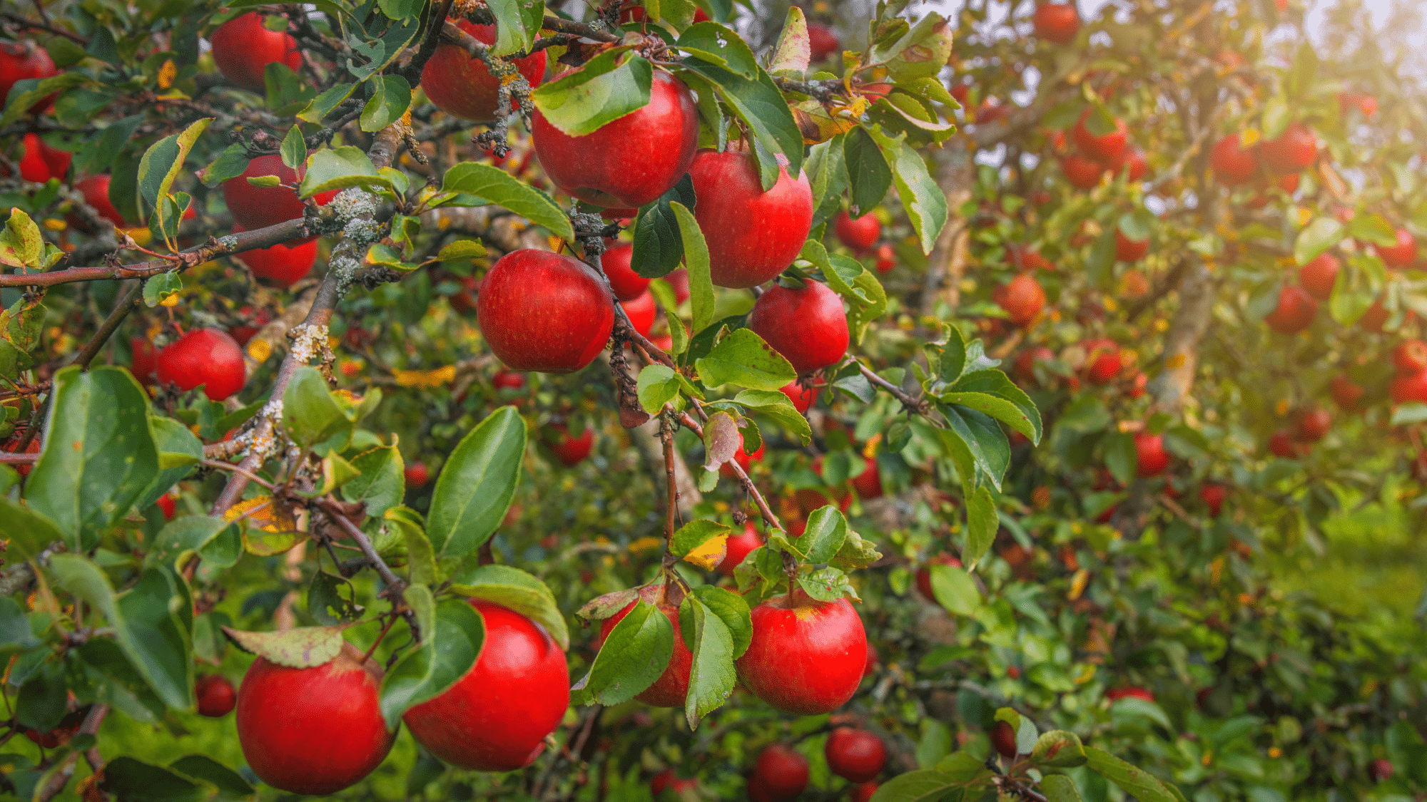 How to Pick the Best Apples