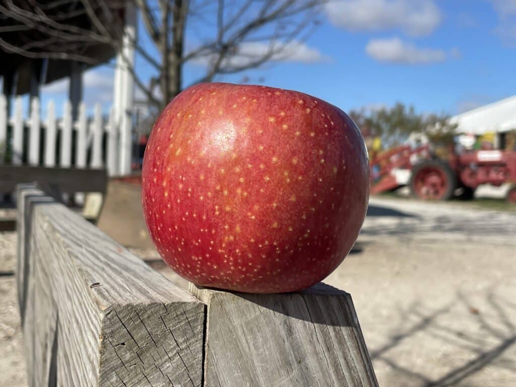 All About EverCrisp Apples - Apple Holler