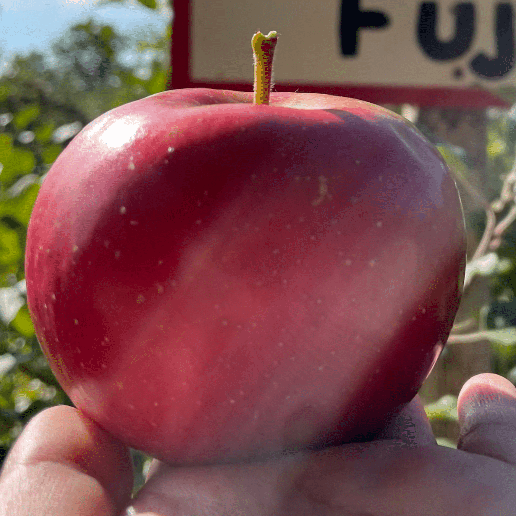 Fuji Apple Square