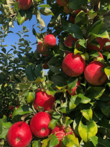 Fuji Apple Trees
