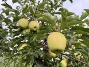 Gingergold Apples