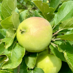 Lodi Apple