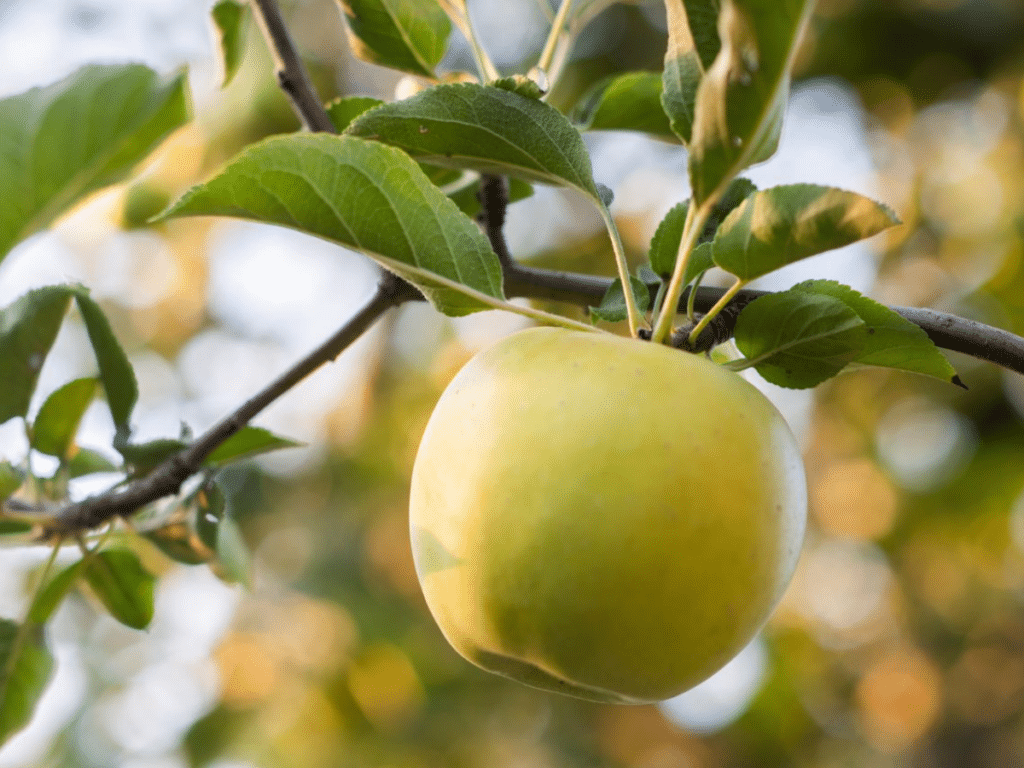 Mustu Apple on Branch
