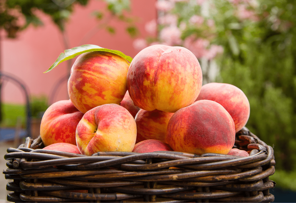 Peaches in Basket