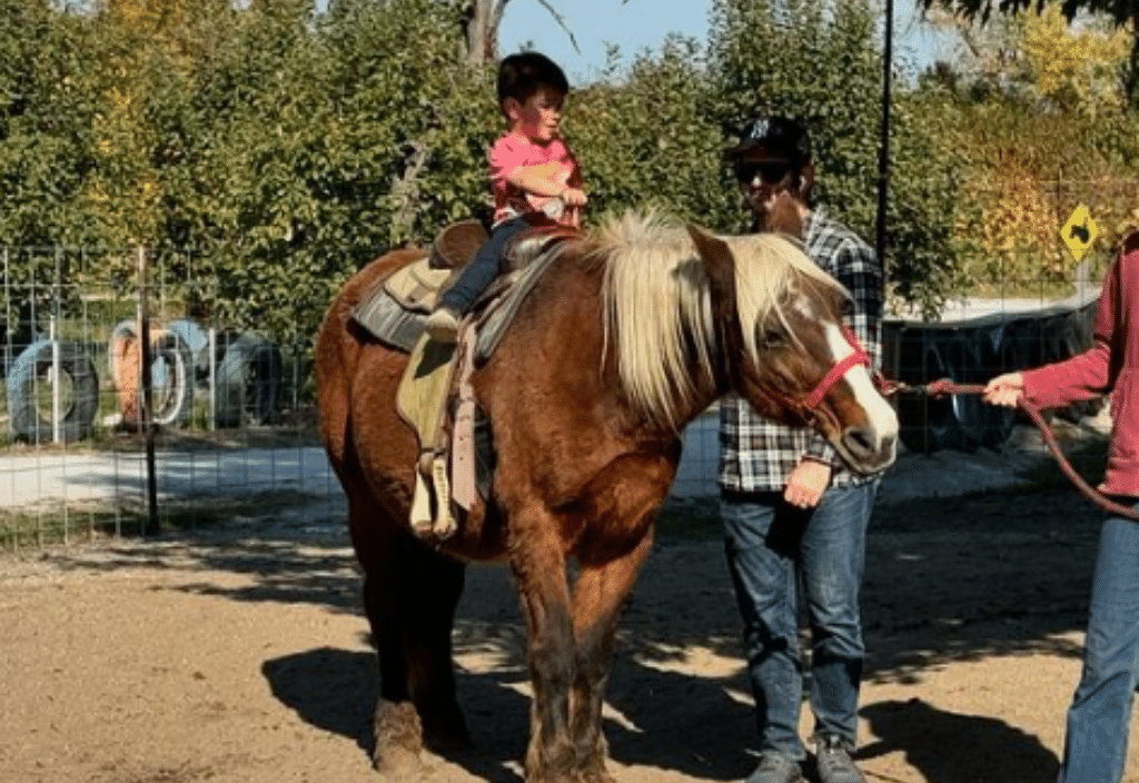 Pony Rides