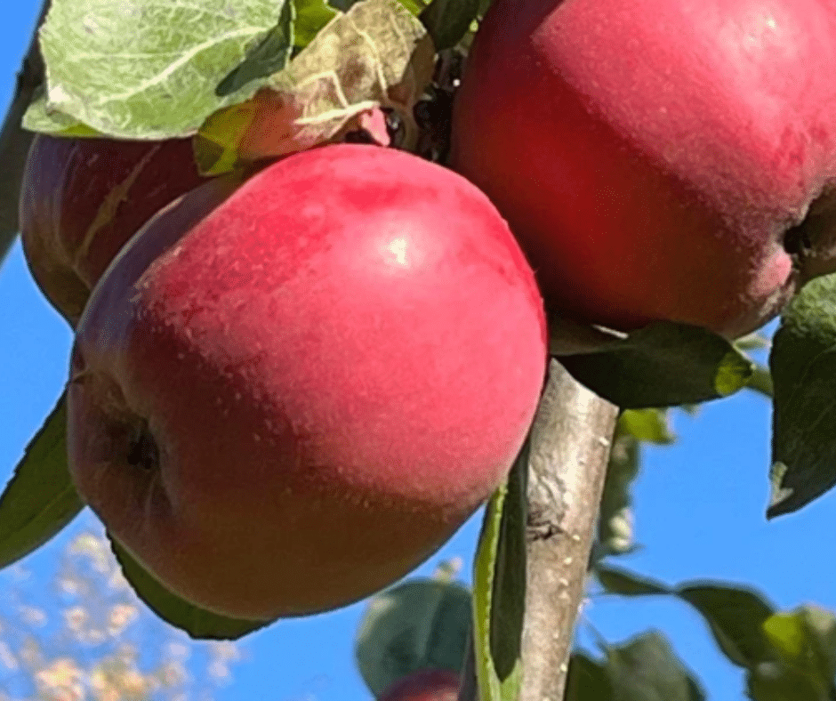 All About Viking Apples | Apple Holler