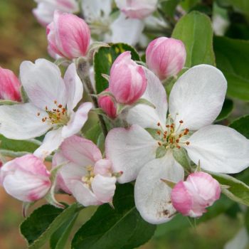Apple Blossom Square Apple Blossom Square