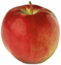 August is Cortland Apple Picking Season