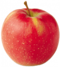 Apple Holler Jonagold Apple